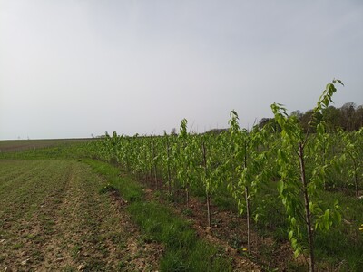 Agroforst - © Martina Diehl /media/media/08778DCB-E065-1AA9-F3210BF90958AC55.jpg