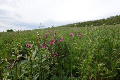 Blumenwiese