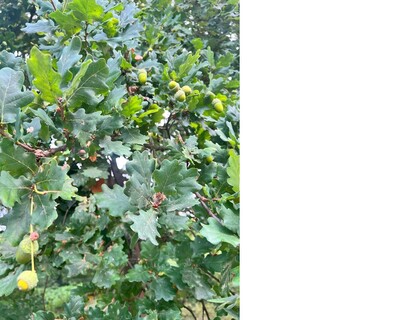 Fruchtbildung bei der Stieleiche - © Thomas Ahrenholz Fruchtbildung bei der Stieleiche