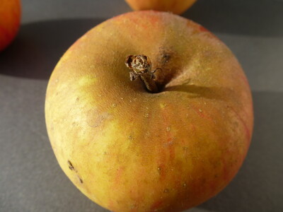 Apfel - © Ute Tangermann-Hirseland /media/media/C1C3657C-FA02-85BB-2D444E966A613413.JPG