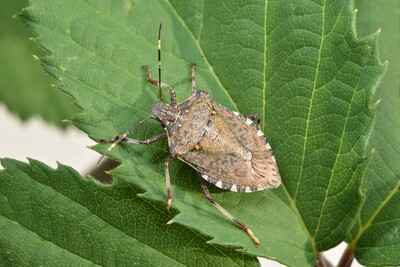 Marmorierte Baumwanze - © Dr. Thomas Brand Marmorierte Baumwanze