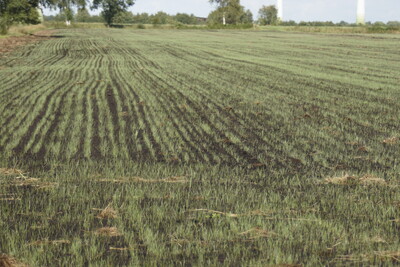 Grünlandneuansaat im Herbst