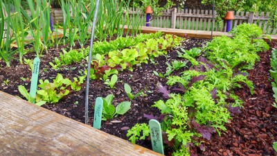 Hochbeet mit frischem Austrieb - Salate - © Nadja Krause Zartes Grün im Frühjahr - lecker!