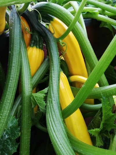 Zucchini