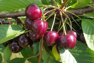 Dieses Jahr hat in Niedersachsen die Kirschernte wiederum früher als üblich begonnen. Spätere Sorten wie diese „Kir Vulcano®“ schließen derzeit an den Bäumen den Reifeprozess ab. - © Martin Kockerols, Obstbauversuchsring des Alten Landes e.V. Dieses Jahr hat in Niedersachsen die Kirschernte wiederum früher als üblich begonnen. Spätere Sorten wie diese „Kir Vulcano®“ schließen derzeit an den Bäumen den Reifeprozess ab.