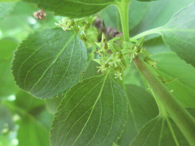 Blüten des Kreuzdorns