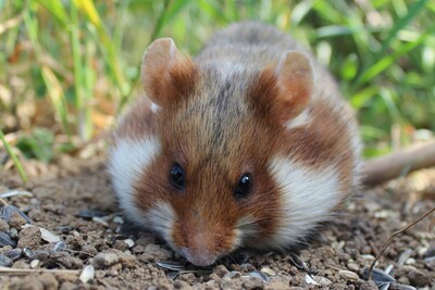 Dank des Naturschutzbündnisses 'Der Niedersächsische Weg' gibt es Projekte zum Schutz des bedrohten Feldhamsters, etwa in der Braunschweiger Börde. Die Landwirtschaftskammer fördert dort die Kooperation von Naturschutz und landwirtschaftlicher Produktion.