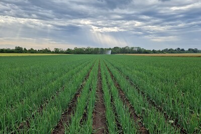 Feld Gemüse - © Hendrik Hillebrand /media/media/27EFB502-AE2A-5AD8-5388BB4DAB1F0A06.jpg