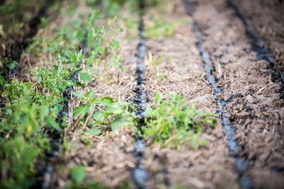 Aktuelle Technik für Transport und Ausbringen von Wirtschaftsdüngern im praktischen Feldeinsatz beobachteten rund 1.200 Besucherinnen und Besucher bei der Maschinenvorführung am 06.09.2018 in Nortrup (Osnabrück). - © Wolfgang Ehrecke Aktuelle Technik für Transport und Ausbringen von Wirtschaftsdüngern im praktischen Feldeinsatz beobachteten rund 1.200 Besucherinnen und Besucher bei der Maschinenvorführung am 06.09.2018 in Nortrup (Osnabrück).