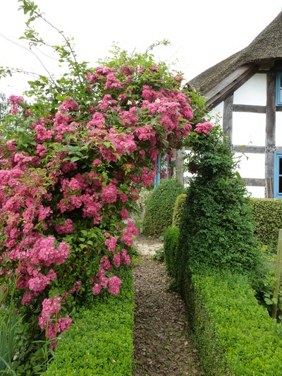 Überbordende Blütenfülle am Eingang des Gemüsegartens- Die frostharte - © Christiane Rehkamp Kletterrose