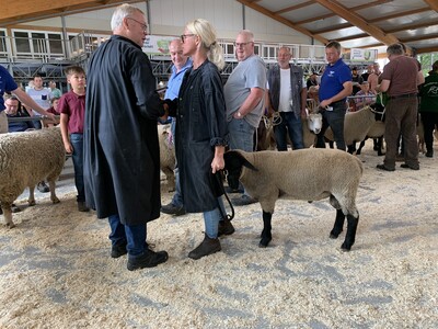 Siegerehrung Suffolk Lammböcke