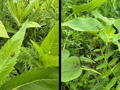 Biodiversitätsberatung