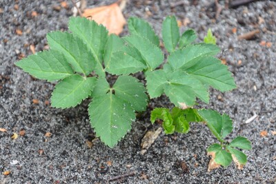 Giersch - © Dr. Thomas Brand Giersch