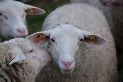 Leineschaf im LBZ - © Karen Greve-Krause /media/media/297AE341-F4F7-B3AB-247F8AF0594460A7.JPG