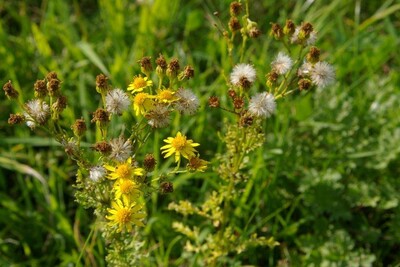 Blühendes Jakobs-Kreuzkraut mit flugfähigen Samen