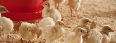 Putenküken - © Silke Schierhold Putenküken