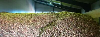 - © Michael Dunker Zwiebellager