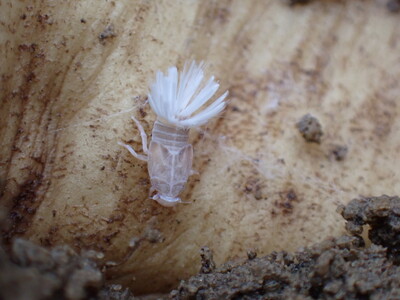 Nymphe Schilf-Glasflügelzikade - © Nadine Drechsler Nymphe Schilf-Glasflügelzikade