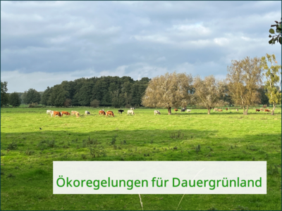 Dauergrünland - © Hauke Ahnemann /media/media/37C6EDFD-BCE4-68E1-90D28D6766AA0AB6.png