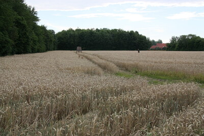Schätzen eines Wildschadens - © Hartmut Meyhoff Ausbildung Revierjäger