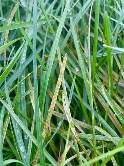 Rostbefall an Deutschem Weidelgras - © Felicitas Kaemena Rostbefall an Deutschem Weidelgras