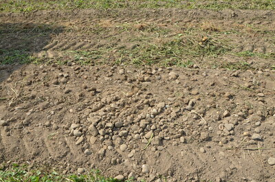 Beimengungen und aussortierte Knollen auf dem Feld