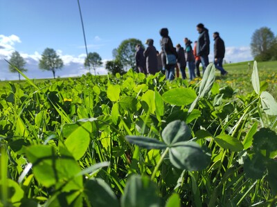 Kleegras im ökologischen Landbau