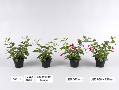 LVG Ahlem Fuchsia Kulturverfahren - © Annette Pilz LVG Ahlem Fuchsia Kulturverfahren