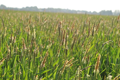 ALOMY in Winterweizen - © Dr. Dirk Wolber ALOMY in Winterweizen