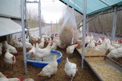 Mauser einer Lohmann Sandy Herde mit natürlichem Lichttag im Januar mit Haferfütterung - © Inga Garrelfs / Landesbetrieb Landwirtschaft Hessen Mauser einer Lohmann Sandy Herde mit natürlichem Lichttag im Januar mit Haferfütterung