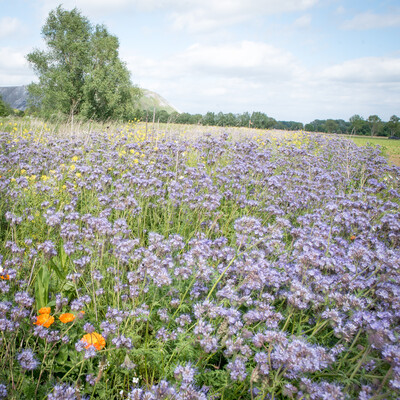 Unterzeichnung der Vereinbarung Der Niedersächsische Weg – Maßnahmenpaket für Natur-, Arten- und Gewässerschutz am 25.05.2020 in Wunstorf.