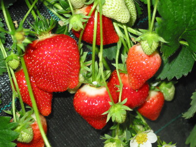Start der Erdbeerernte in Niedersachsen: Als eine der ersten Sorten werden Erdbeeren der Frühsorte 'Clery' in ungeheizten Folientunneln geerntet.