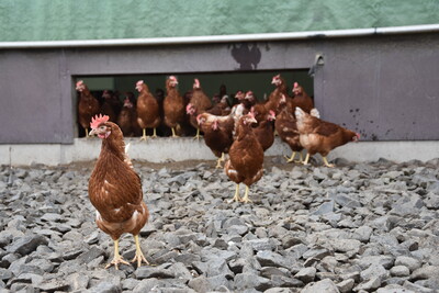 Grobe Steine vor den Auslaufklappen helfen dabei, dass die Füße der Tiere vor dem Betreten des Stalls sauber und trocken werden.