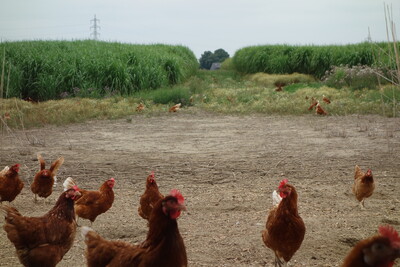 Legehennen Auslauf