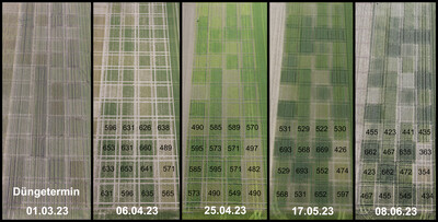Blattchlorophyllgehalte einzelner Parzellen im zeitlichen Verlauf