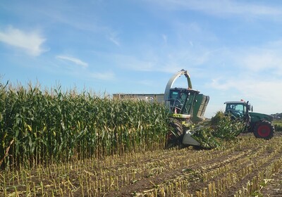 Silomais - © Karl-Gerd Harms Silomais