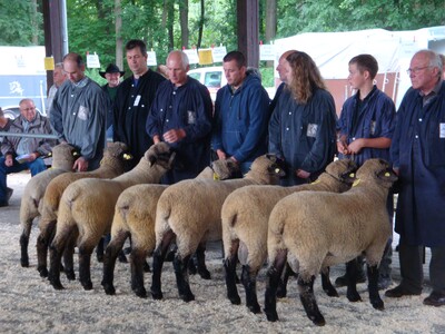 Schwarzköpfige Fleischschafe in Mecklenhorst