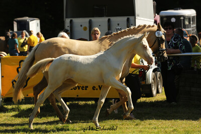 Dt. Reitpony Siegerstutfohlen Glamour Girl - Cindy Janzen