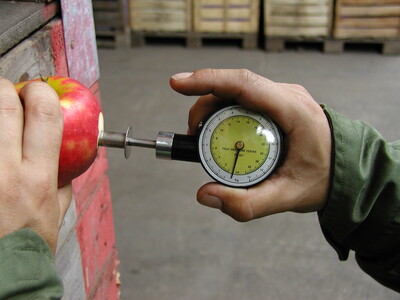 Qualität-Test. - © Urte Scholz Die Qualität von Äpfeln wird vor allem durch die Witterung beeinflusst