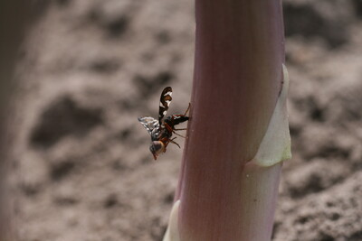 Spargelfliege bei der Eiablage - © Nils Kraushaar Spargelfliege bei der Eiablage