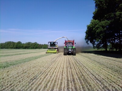 Grünroggenernte, Aufnahme eines angewelkten Bestandes - © Carsten Rieckmann Grünroggenernte, Aufnahme eines angewelkten Bestandes