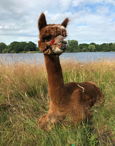 Alpaka - © Eric Dannemann /media/media/B3070ED6-DDFA-D0D0-1D5855494AE5A90D.jpg