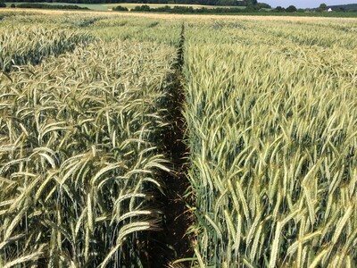 LSV Winterroggen - © Carsten Rieckmann LSV Winterroggen