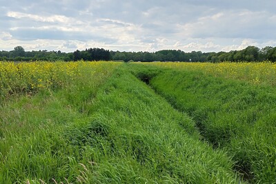 Gewässerrandstreifen - © Janosch Hans Gewässerrandstreifen