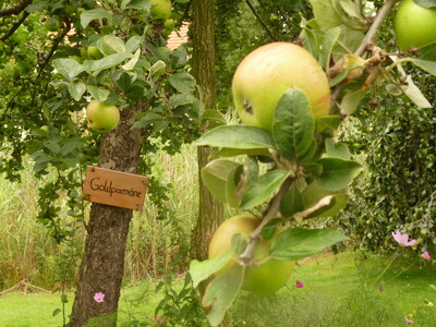 Obstbaumschnitt