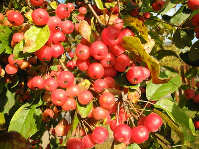 Früchte des Zierapfel Malus 'Red Sentinel'