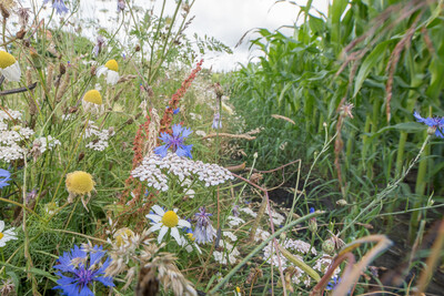 Artenreicher Blühstreifen neben einem Maisfeld in der Nähe von Bad Zwischenahn-Rostrup (Kreis Ammerland). - © Wolfgang Ehrecke Artenreicher Blühstreifen neben einem Maisfeld in der Nähe von Bad Zwischenahn-Rostrup (Kreis Ammerland).