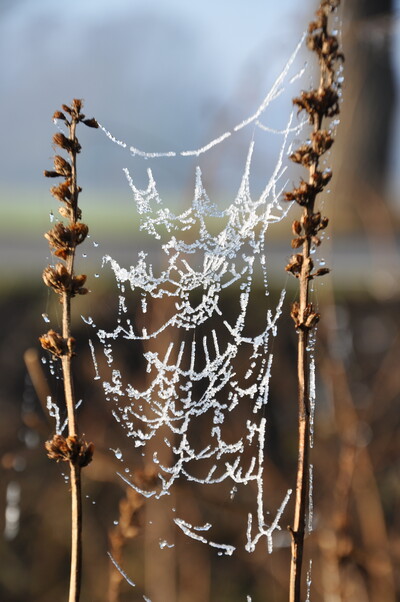 Stauden im Winter