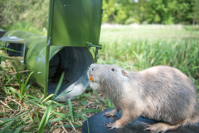 Ausgestopfte Nutria vor einer der 750 Lebendfallen der LWK. Allein mit diesen Fanggeräten sind im Jagdjahr 2021/22 4.880 Tiere gestellt worden (2020/21: 5.052).