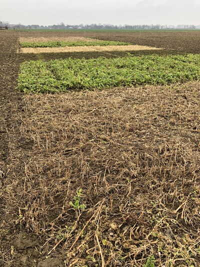 Zwischenfrucht im Februar - © Annette Hoffmann Zwischenfrucht im Februar